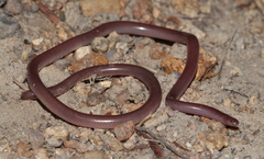 Myriopholis longicauda