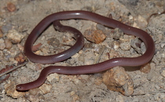 Myriopholis longicauda