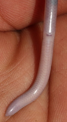 Myriopholis longicauda