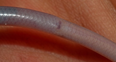 Myriopholis longicauda