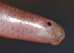 Myriopholis longicauda