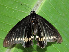 Battus polydamas polydamas