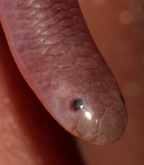 Myriopholis longicauda