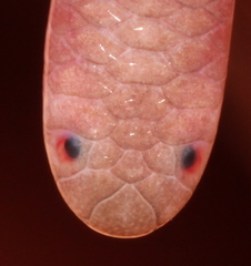 Myriopholis longicauda