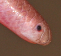 Myriopholis longicauda