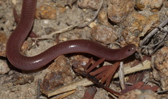 Myriopholis longicauda