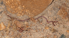 Myriopholis longicauda