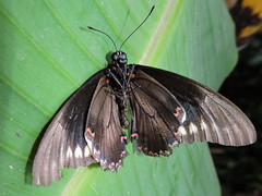 Battus polydamas polydamas