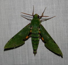 Euchloron megaera