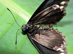 Battus polydamas polydamas