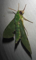 Euchloron megaera