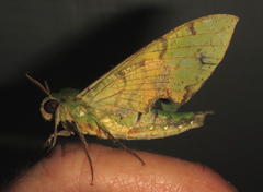 Euchloron megaera