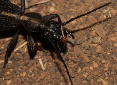 Cypholoba graphipteroides