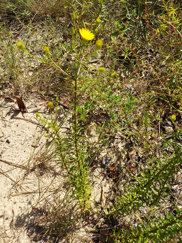 Image of Chrysopsis linearifolia by (c) Athena Philips, some rights reserved (CC BY)