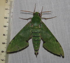 Euchloron megaera