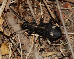 Cypholoba graphipteroides