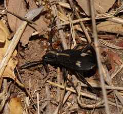 Cypholoba graphipteroides