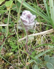 Aceria thomasi