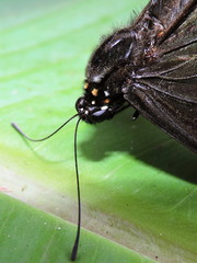 Battus polydamas polydamas