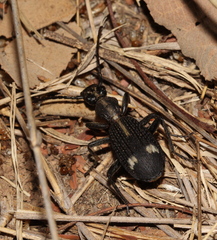 Cypholoba graphipteroides