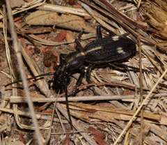 Cypholoba graphipteroides