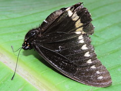 Battus polydamas polydamas