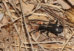 Cypholoba graphipteroides