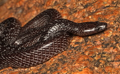 Lycophidion variegatum