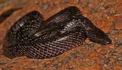 Lycophidion variegatum