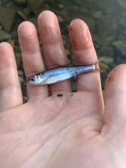 Notropis volucellus × wickliffi