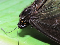 Battus polydamas polydamas