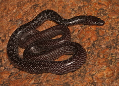 Lycophidion variegatum