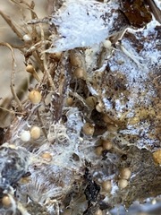 Sclerotinia sclerotiorum