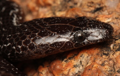 Lycophidion variegatum