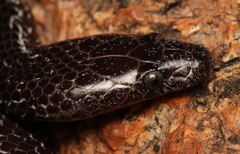 Lycophidion variegatum