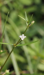 Scleromitrion diffusum