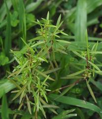 Scleromitrion brachypodum