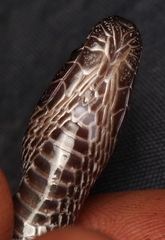 Lycophidion variegatum