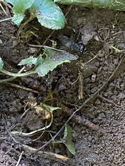 Velarifictorus micado