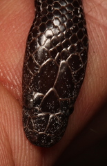 Lycophidion variegatum