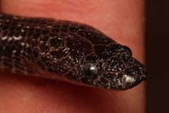 Lycophidion variegatum