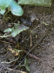 Velarifictorus micado