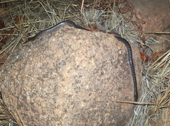 Lycophidion variegatum