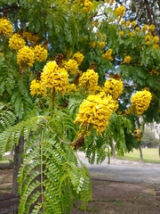 Cenostigma pluviosum