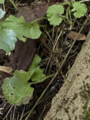 Velarifictorus micado