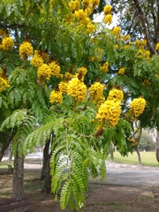 Cenostigma pluviosum