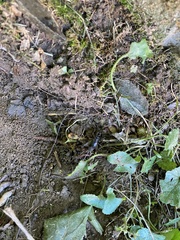 Velarifictorus micado