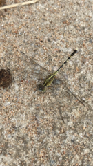 Diplacodes trivialis
