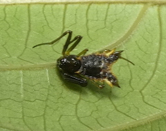 Micrathena triangularis
