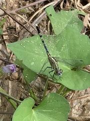 Diplacodes trivialis